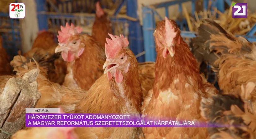 Aktuális (2024.07.19) - 3000 tyúkot adományozott a Magyar Református Szeretetszolgálat Kárpátaljára (videó)