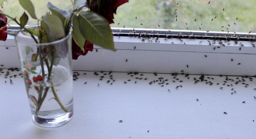 A hangyák 5 perc alatt végleg eltűnnek otthonodból ezzel az egyszerű módszerrel