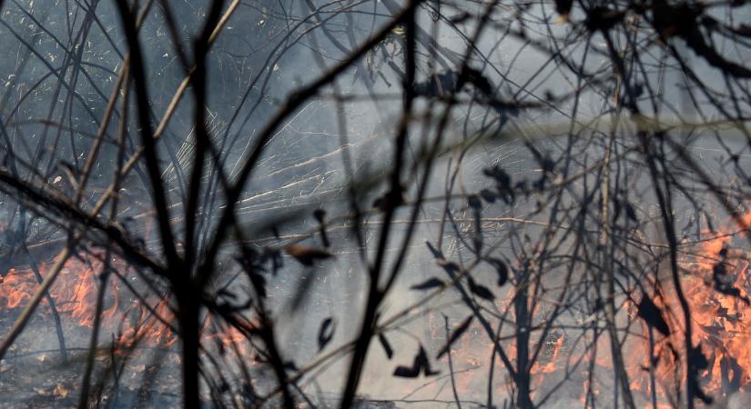 Erdőtüzet okozott egy gyújtogató férfi a Balaton környéki Litéren – fotók a helyszínről