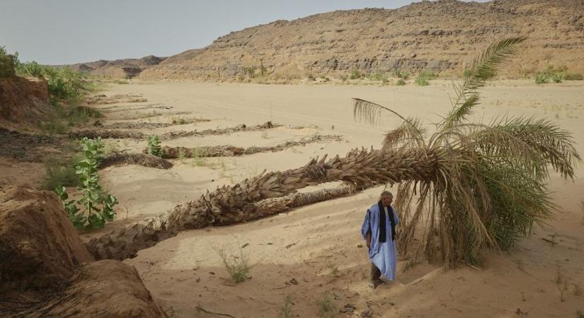Az éghajlatváltozás veszélyezteti az ősrégi mauritániai datolya betakarítását
