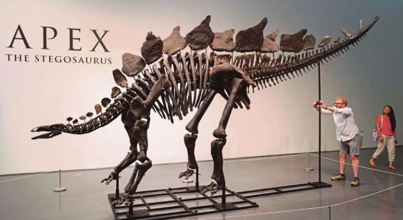 Megvették Apexet, a sztegoszaurusz-csontvázat