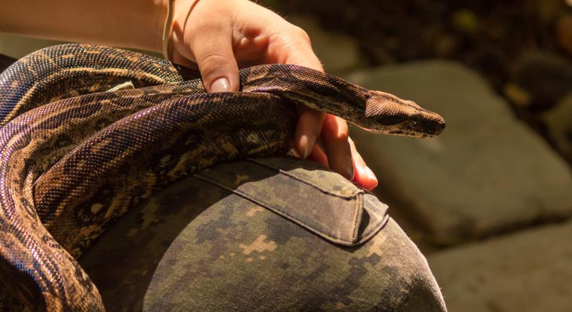 Több tucat kígyót csempészett a nadrágjában egy férfi