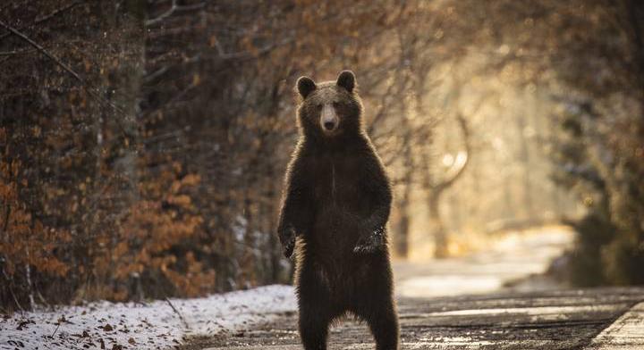 Szigorodik a medvék elleni fellépés: ismét vadászhatóvá válnak a nagyvadak Romániában