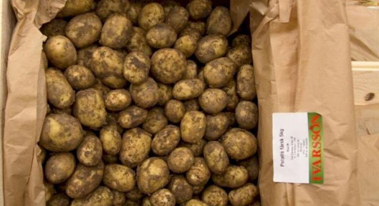 Bizarr: a svédek exportáltak krumplit a hollandoknak