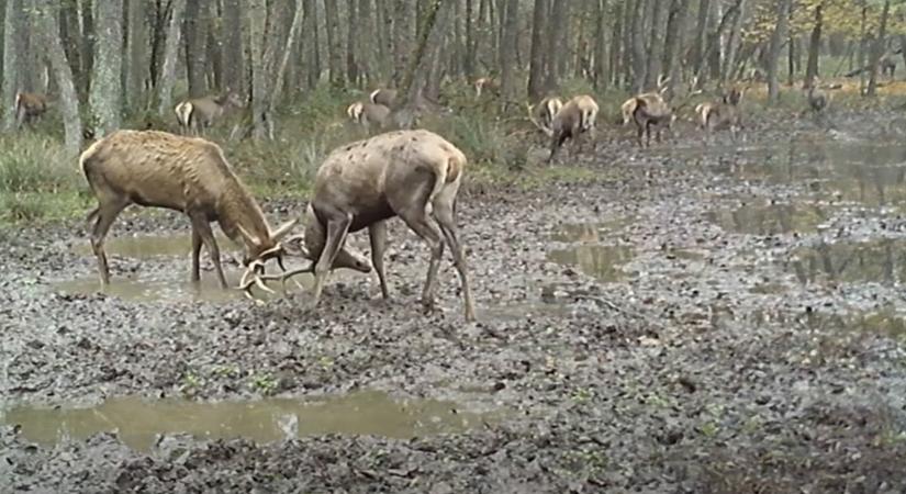 Különleges pillanatot vett fel egy vadkamera a Duna-Dráva Nemzeti Parkban - videó