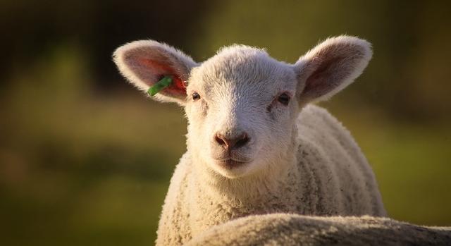 Csökkenő bárányárak az Európai Unióban a 28. héten