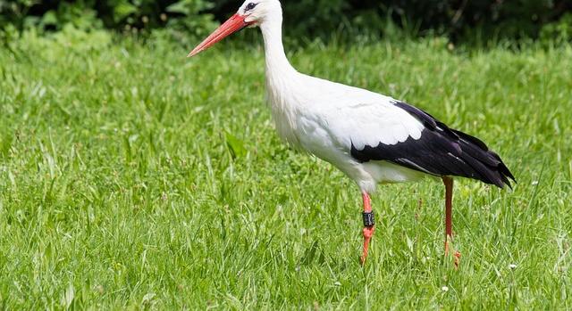 Rekordév, Békés vármegyében 1102 fiókát neveltek fel a fehér gólyák