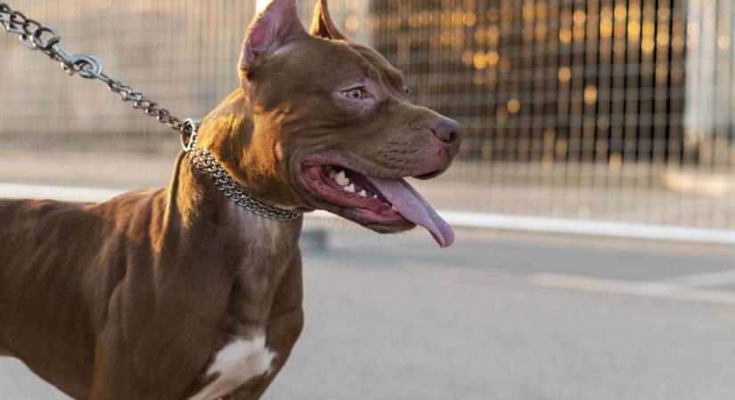 Brutális kutyatámadás Rajkán: pitbull sebzett meg egy kétéves kislányt