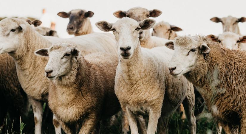 Bárányok nyírják a füvet egy hazai napelemparkban