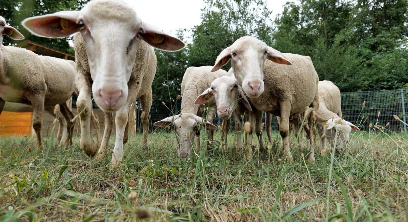Kölcsönzött bárányok nyírják a füvet az E.ON napelemparkjában