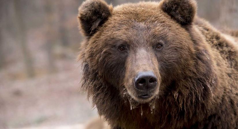 Medvét láttak szombaton a számos turistát vonzó Küküllőváron