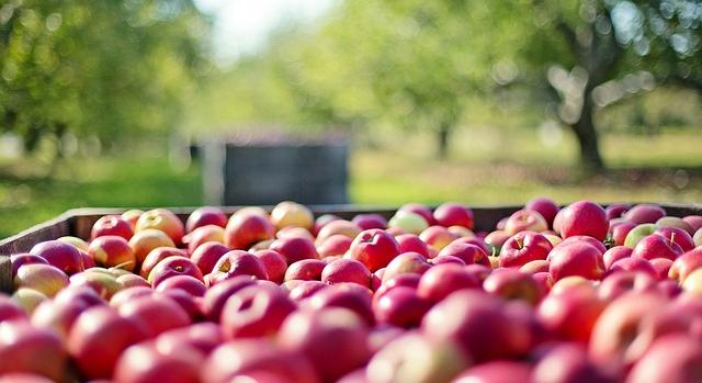 Kritikus év a lengyel almatermesztésben, 30%-os terméscsökkenés várható
