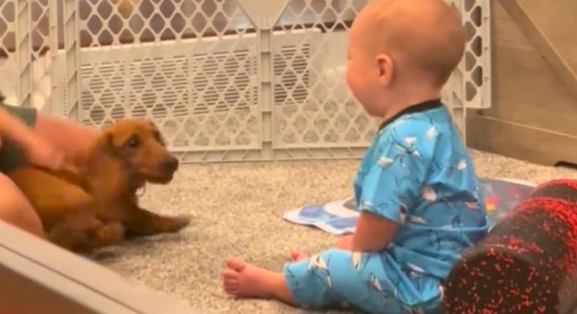 Először találkozik a baba a kutyával: a reakciója mindenkit kacagásra késztet - Videó