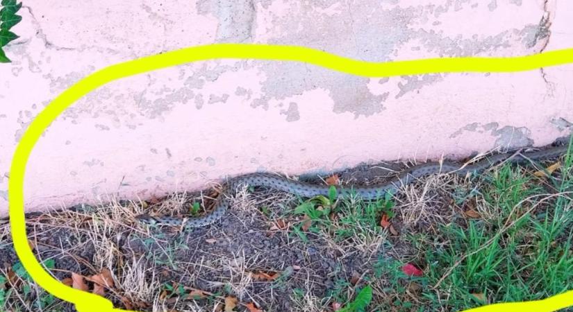 Hatalmas kígyó ijesztett rá egy járókelők egy berettyóújfalui óvoda előtt