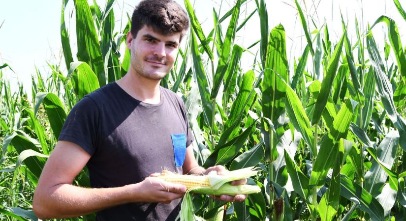 Ontja a kiváló minőségű kukoricát a jászkun föld, de a termésátlag miatt még lehet izgulni