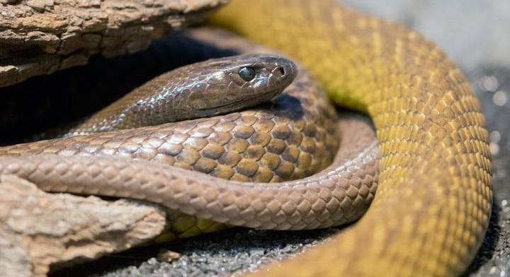 Egyetlen marásával 45 perc alatt végez az emberrel a világ leghalálosabb mérgű kígyója