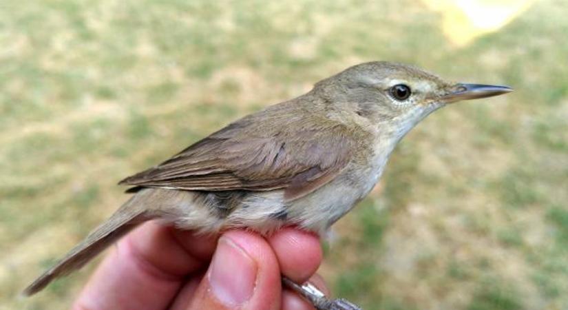 Újabb ritka kóborló madárfaj a dávodi Földvári-tónál