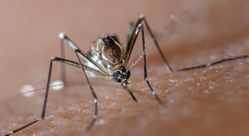 Miért van idén több szúnyogunk? Szakértő mondta el