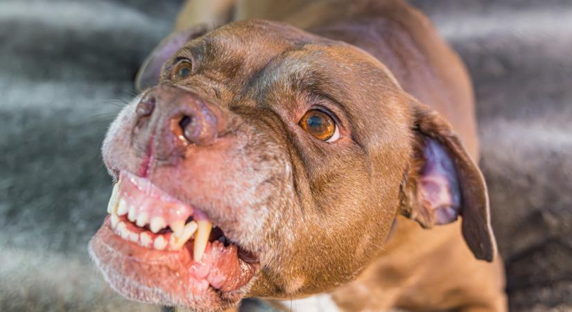 Brutális kutyatámadás: kétéves kislányt harapott meg egy pitbull