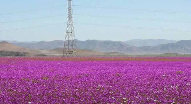 Virágba borult a Föld egyik legszárazabb tája, az Atacama-sivatag