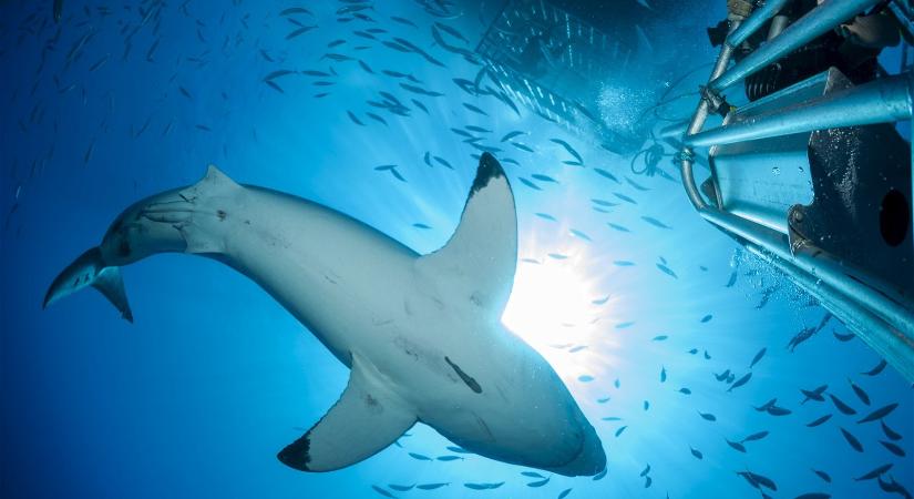 Több méteres cápát videóztak az Adriai-tengerben, mégsem biztonságos a horvát tengerpart? Centiméterekre esett vízbe a férfi a hatalmas ragadozótól