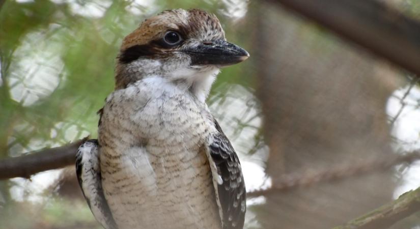 Különleges madárfióka kelt ki a Miskolci Állatkertben