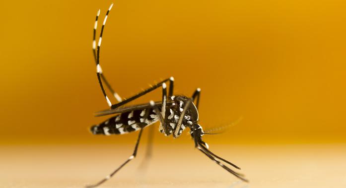 Ázsiai tigrisszúnyog – Mennyire veszélyes valójában?