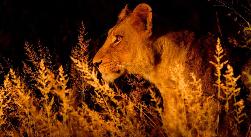 Ő volt az utolsó, vadon élő berber oroszlán: Zordon karakterét is a fajról mintázták
