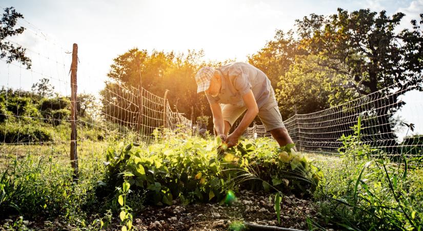 Megkongatták a vészharangot a kertészetek: kiderült, milyen lehet a jövő kertje Magyarországon