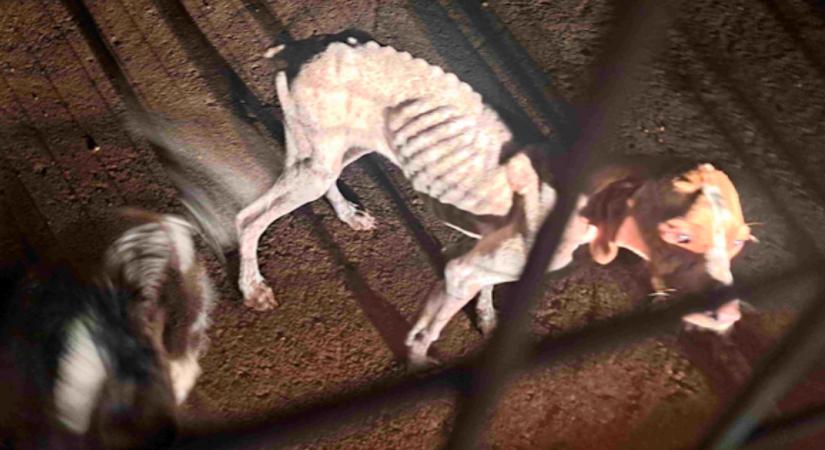 Képeket közölt a rendőrség: csontsoványra fogyott kutyákat hagytak hátra a gazdik - Fotók