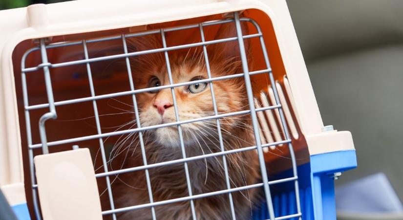 A macskákat is érinti az utazási betegség: így segíthetsz nekik, hogy könnyebben viseljék az autózást