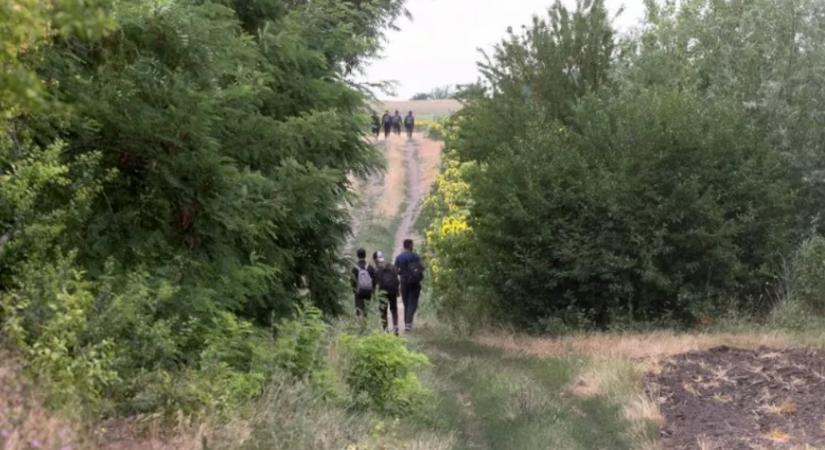 Illegális bevándorlás - újra fegyverropogást lehetett hallani a magyar–szerb határ déli oldalán