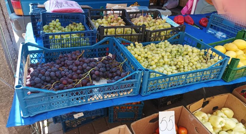 Csemegeszőlőtermesztés – 2024 - Hetekkel korábban indult a szezon