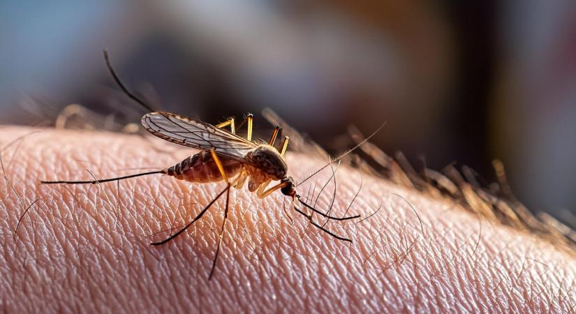 Irtóznak a szúnyogok ezektől az illatoktól – segítségükkel távol tarthatod a vérszívókat