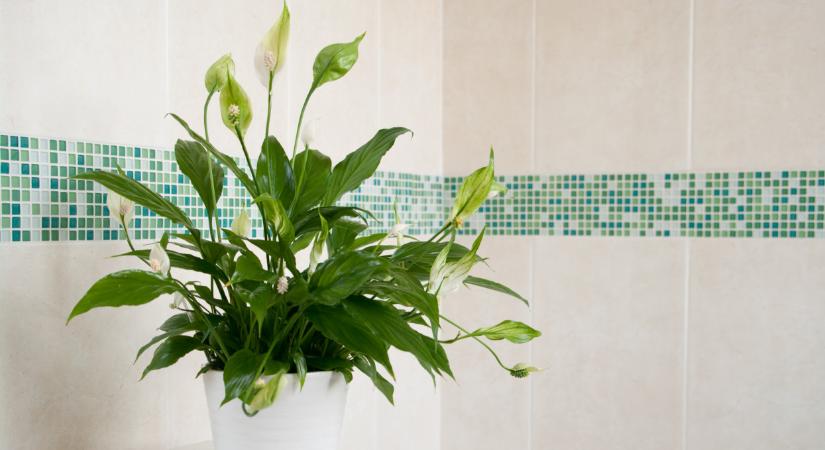 Elpusztíthatatlan növények a lakásba: ezek még a fürdőszobában is túlélnek