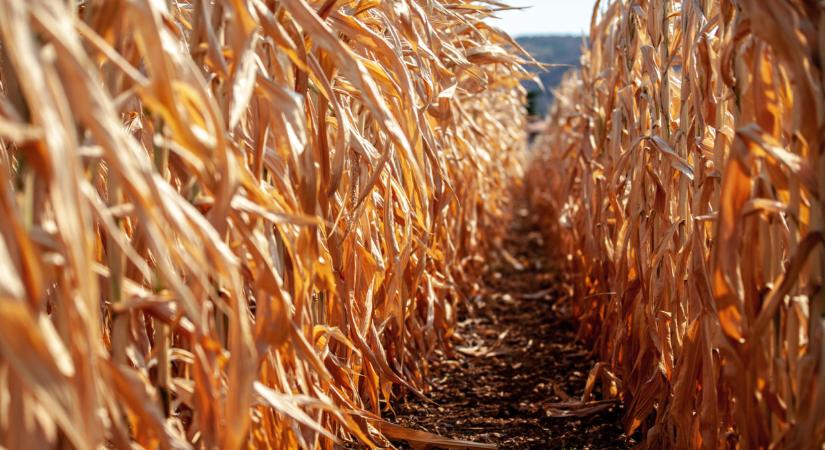 Riasztó hírek érkeztek a magyar kukoricáról: készülhetünk a legrosszabbra?