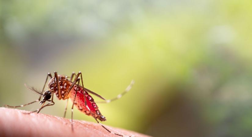 Szúnyogirtás: kedden „odapörkölnek” a vérszívóknak Tiszaderzsen