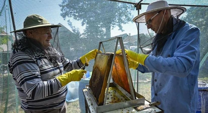 Munka mellett megérheti, főállásban nem: nincs édes életük a méhészeknek