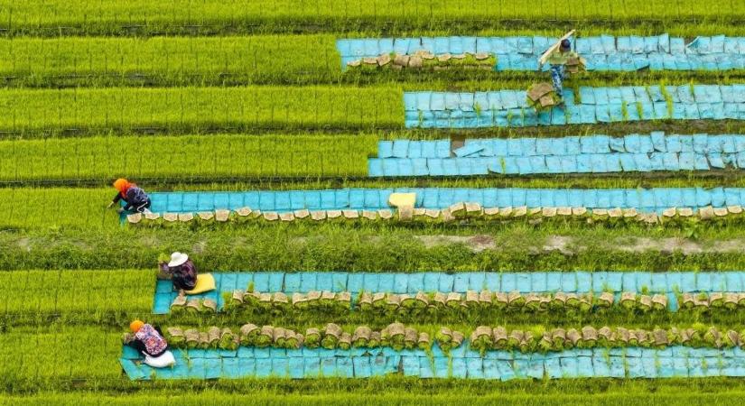 Forradalmasított rizstermesztés: új megoldást kínál a gazdáknak egy startup