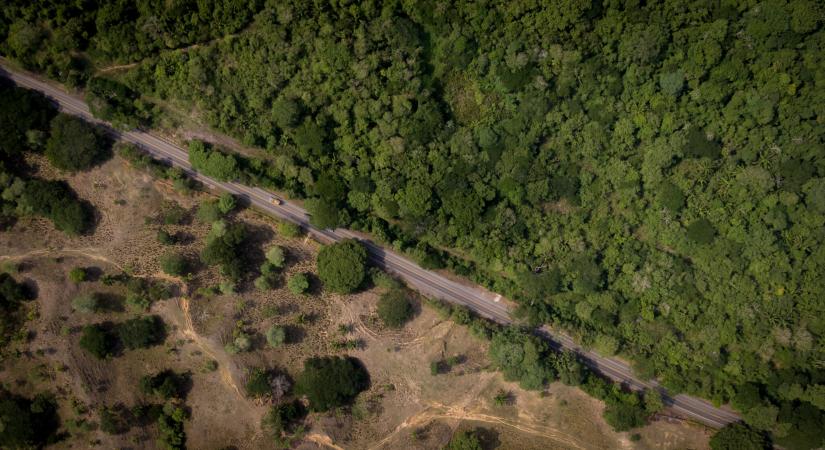 Kolumbiában rekordalacsony értéket ütött meg az erdőirtás mértéke