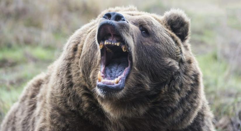 Megölte a rátámadó grizzlyt az idős éves férfi
