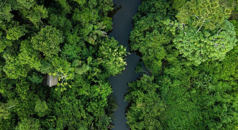 A klímaváltozás és az erdei termékek iránti igény egyre erősebb nyomás alá helyezik az erdőket