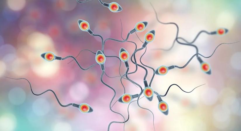 Friss kutatások: egyre nagyobb veszélyben a férfiak spermiuma