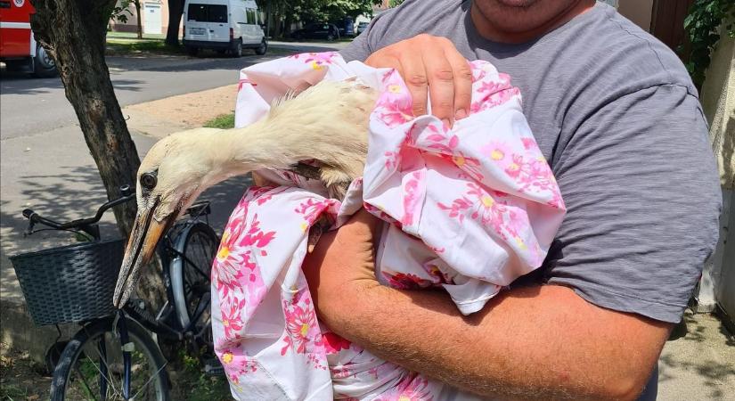 Bajba került egy gólyafióka Eleken, a tűzoltók megmentették