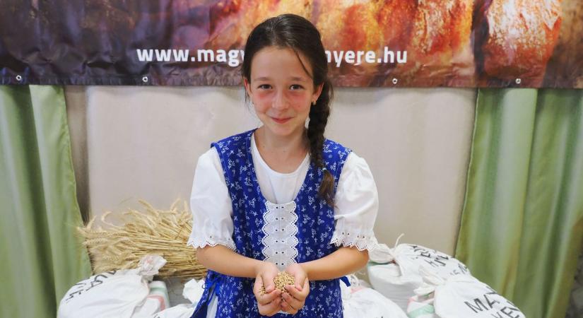 Gyűjtik a búzaadományokat a Magyarok kenyere programban Veszprém vármegyében is