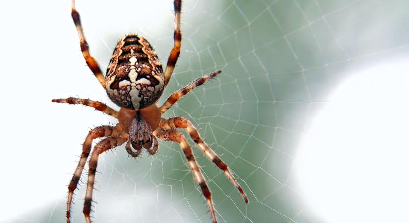 Jellegzetes mintájú hálókat szőttek a pókok a világűrben