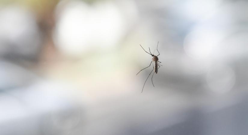 Nem ért véget a szúnyoginvázió: folytatódik a gyérítés, itt irtanak a héten