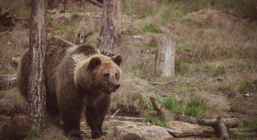 Emberre támadt egy medve Sajószentivánnál