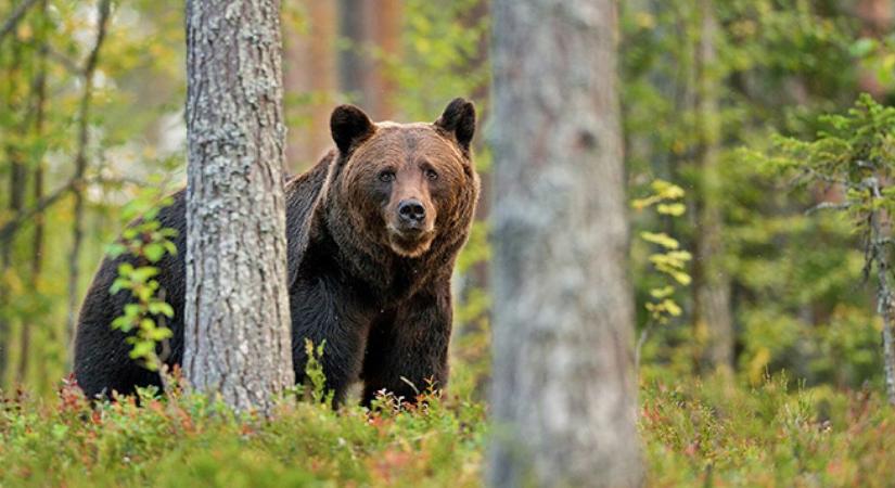 Emberre támadt egy medve Sajószentivánon