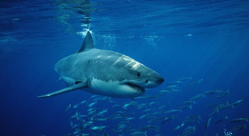 Az Adriai-tenger a nagy fehér cápák szaporodási területe lehet a jövőben